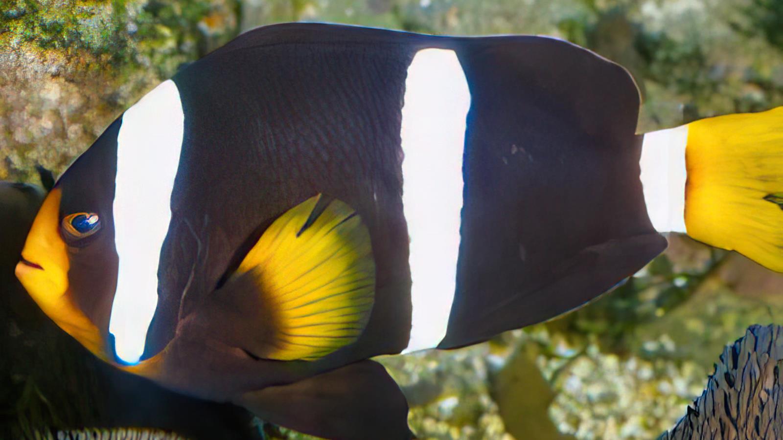 Clownfish visible at La Rochelle Aquarium - Camping La Siesta | La Faute sur Mer