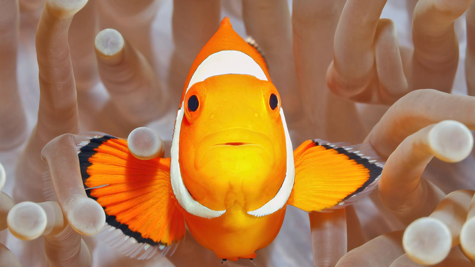 Clownfish at La Rochelle Aquarium - Camping La Siesta | La Faute sur Mer